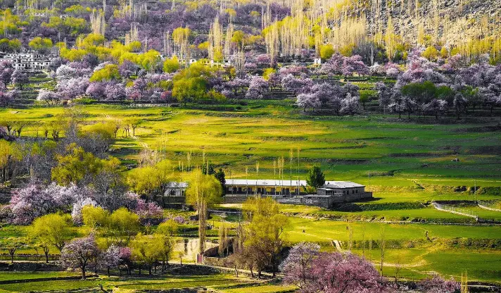 Skardu spring blossom tour cherry blossoms Pakistan