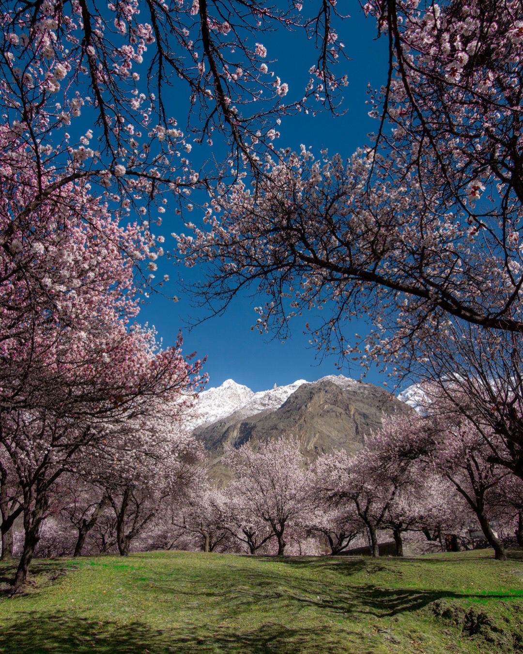 Hunza Valley spring cherry blossom with Rakaposhi and Karakoram peaks in background Pakistan